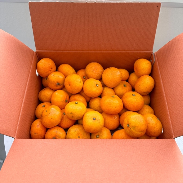 [★100개 한정][제주직송] 프리미엄 노지감귤