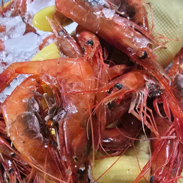 ★생물★ 동해안 자연산 홍새우 500g/팩 단새우 꽃새우 동해직송