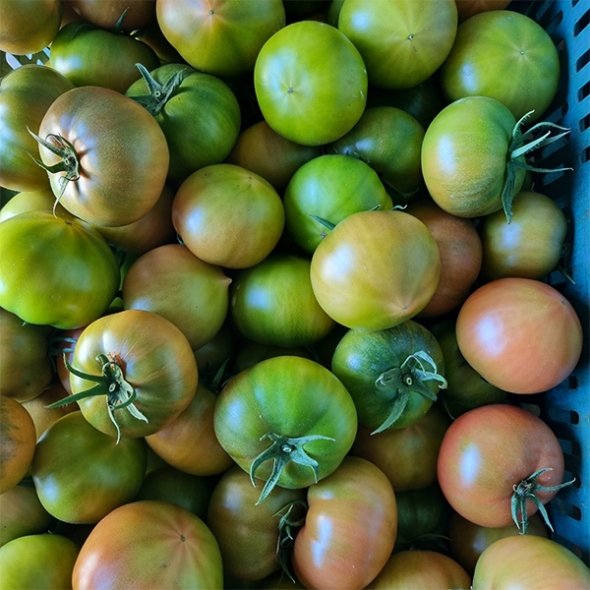 [오커캄스] 부산 대저 토마토 대저 짭짤이 토마토 1kg 2.5kg