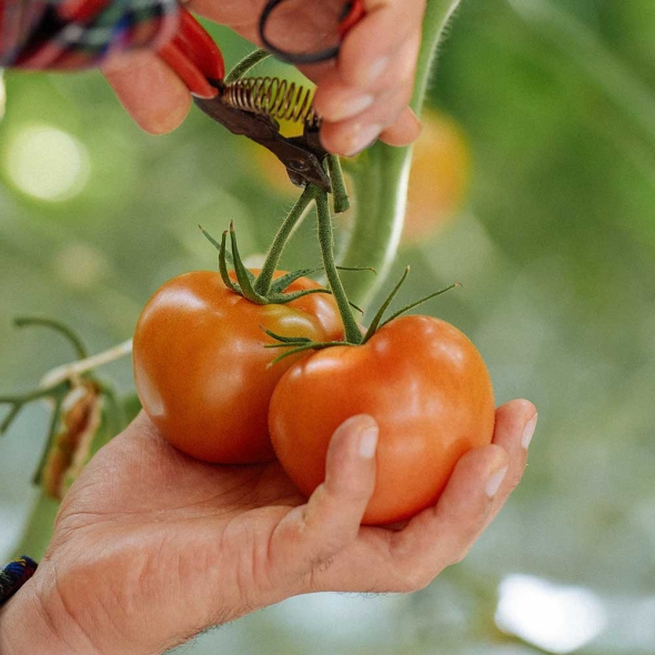 [부엌애] GAP인증 탱글탱글 유럽종 완숙 찰토마토 2.5kg~5kg