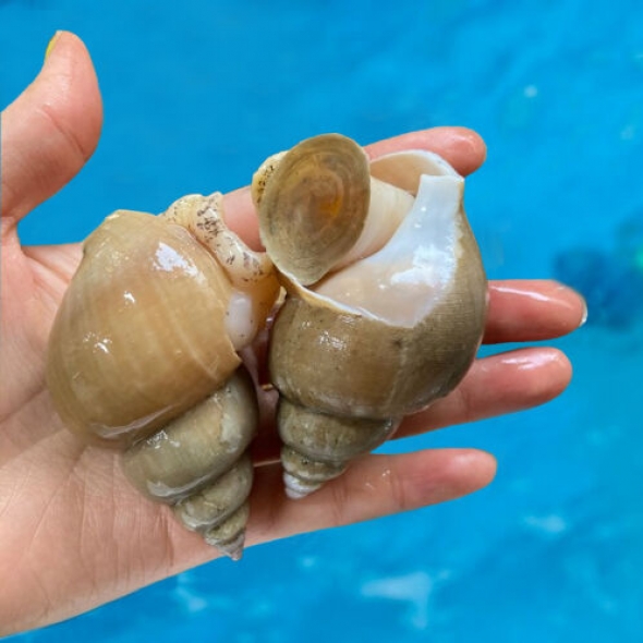 국내산 백고동 (급냉 / 생물)