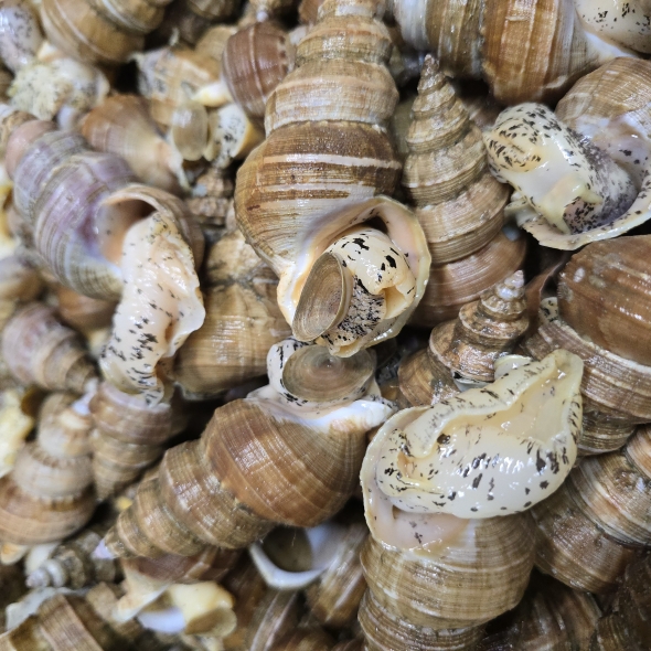 동해안 자연산 고추골뱅이 1kg 생물