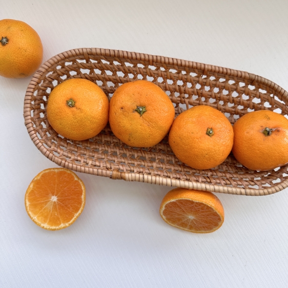 고당도 프리미엄 로얄과 노지감귤(유라조생/유라실생/타이백 등 고당도)