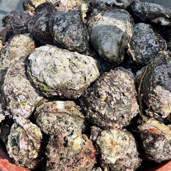 [水] 자연산 손질 바위굴 벚굴 2kg 3kg 