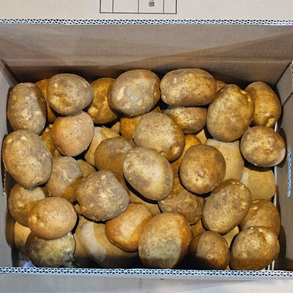 [신한카드 할인] 부드럽고 달달한 맛 두백감자(푸)