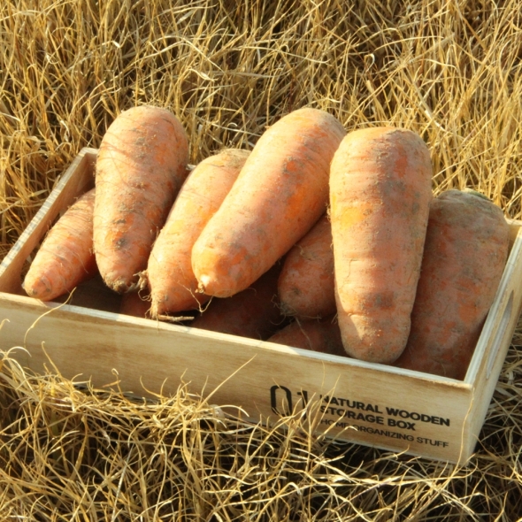 국내산 흙당근 3kg