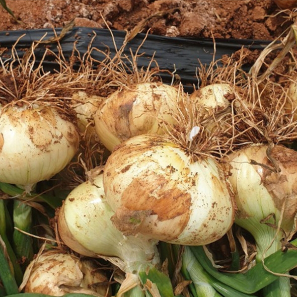 [햇양파] 무안 황토 햇 양파 [소/중/대][3kg-5kg]