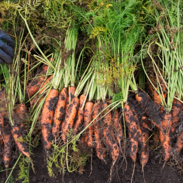 산지직송 국내산  흙당근 달콤 아삭 제주 구좌당근 3kg 5kg 10kg