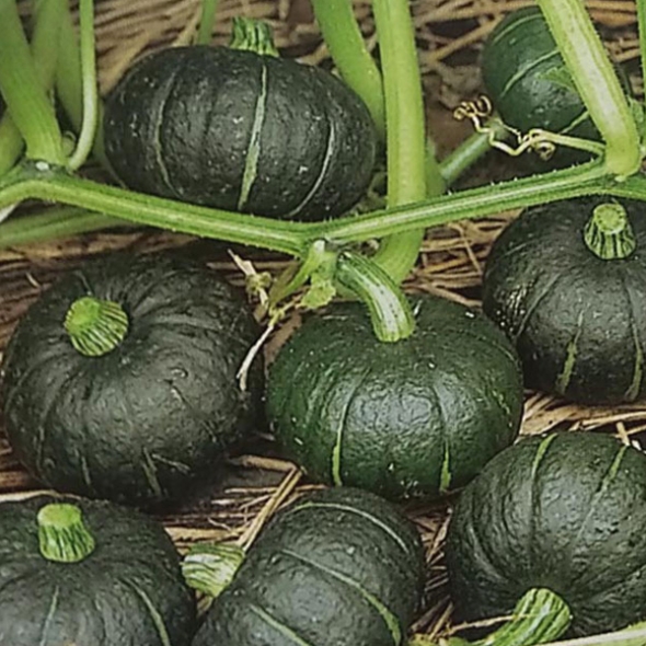 [산지직송] 제주 미니 밤호박 보우짱 [1kg-9kg]