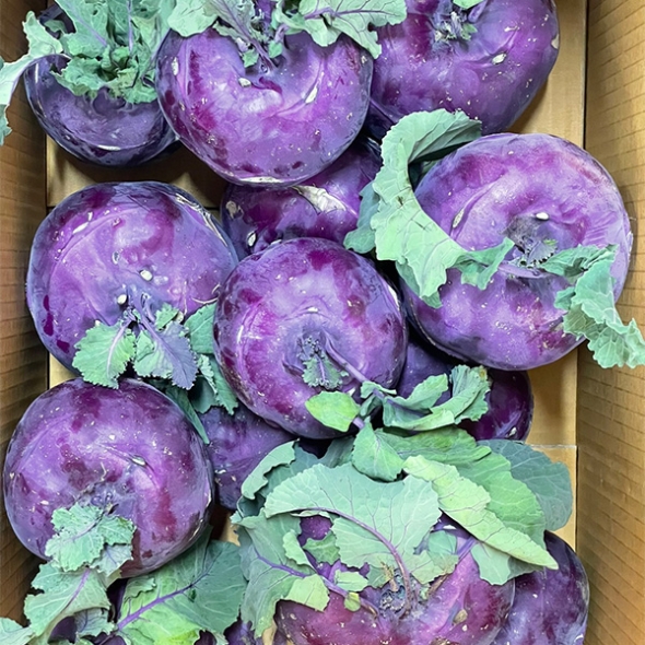 [신한카드 할인] 제주도 프리미엄 콜라비(푸)