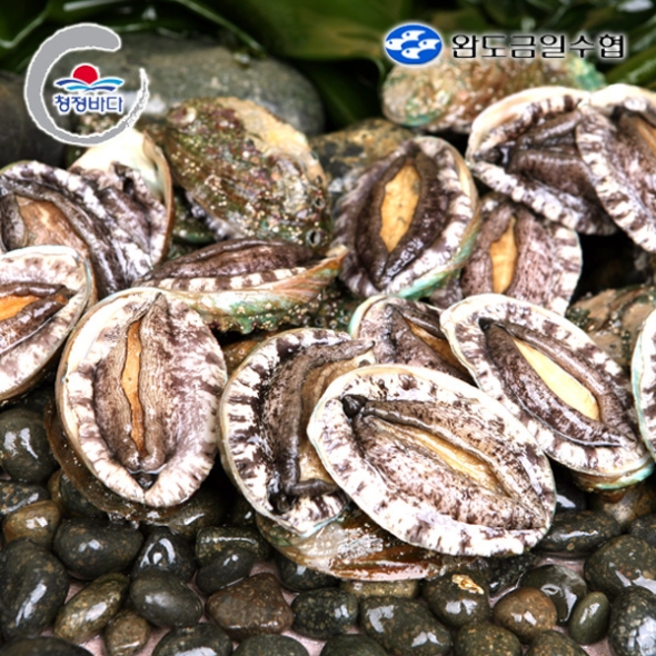 [완도금일수협] 활 참전복 (소) 1kg(15-17미) / 1.5kg(22-25미) / 2kg(30-34미)