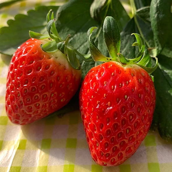 [신한카드 할인][흙이음] GAP 논산 설향 딸기 (2~3일 출고일 소요) 특과 2팩 / 24~30과