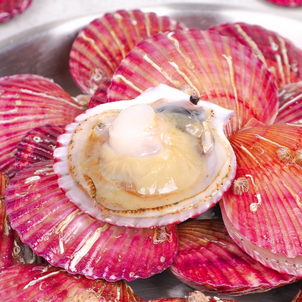 [제철!] [산지직송] 통영 고성 제철 홍가리비 1kg(20-25미 내외)