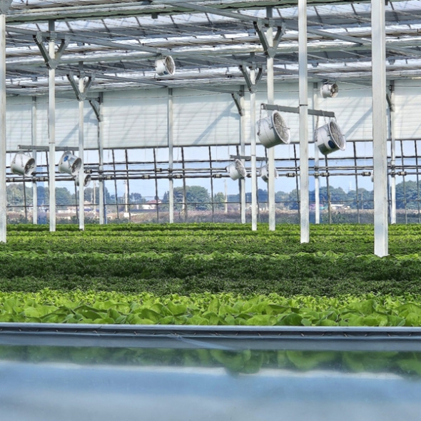 [농협] 한아름드린 GAP인증 유러피안 샐러드 1kg(박스)/당일 수확/선별/출고