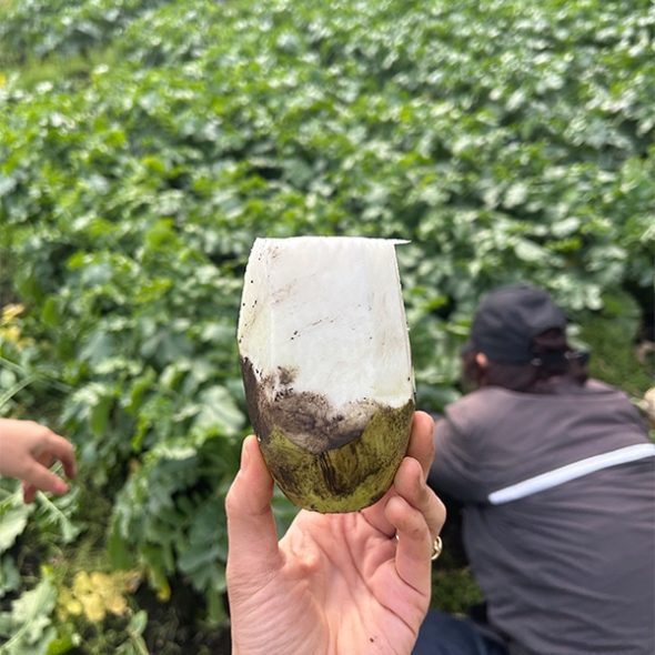 겨울의 보물  제주 흙 월동무