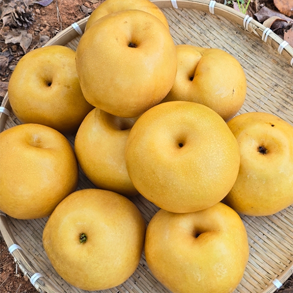 시원하고 달콤한 가정용 햇배