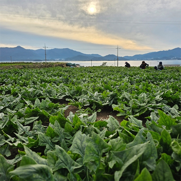 [만원의 행복] 남해의 선물  보물초 시금치(푸)