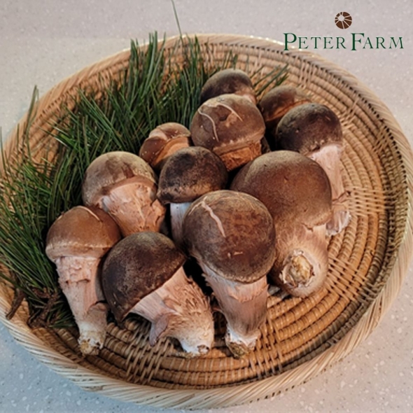 피터팜 국내산 무농약 참송이버섯 가정용(B등급+C등급) 240g