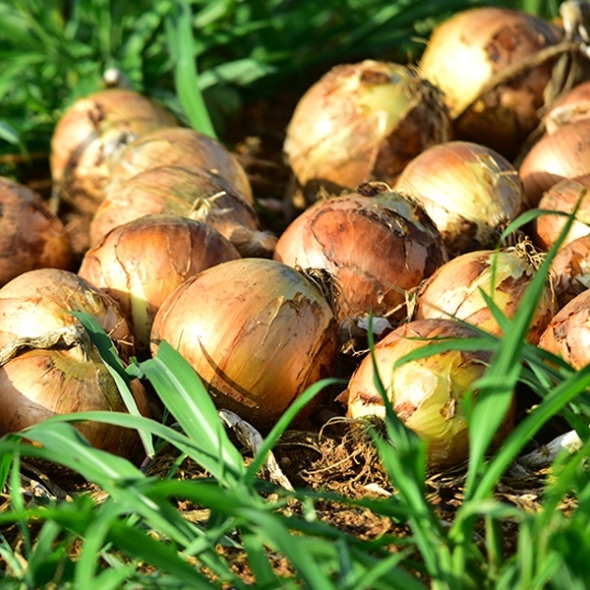 [만원의 행복] 국내산 양파 소 중 대 2kg /5kg/10kg