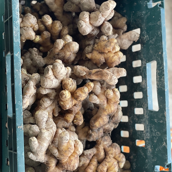 깊은향을 가진  경북 흙생강