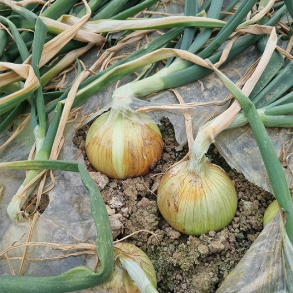 [오커최고] 양파 햇 하얀양파 1kg 2kg 3kg 5kg 소 중 특 사이즈