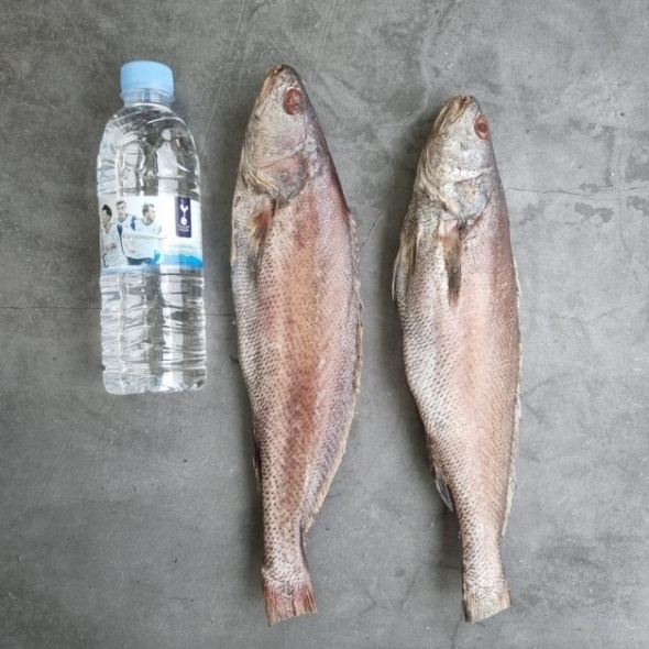  홍지수산 1마리씩 포장된 제수용 통으로 민어  밥반찬 펼쳐진 민어 생선세트