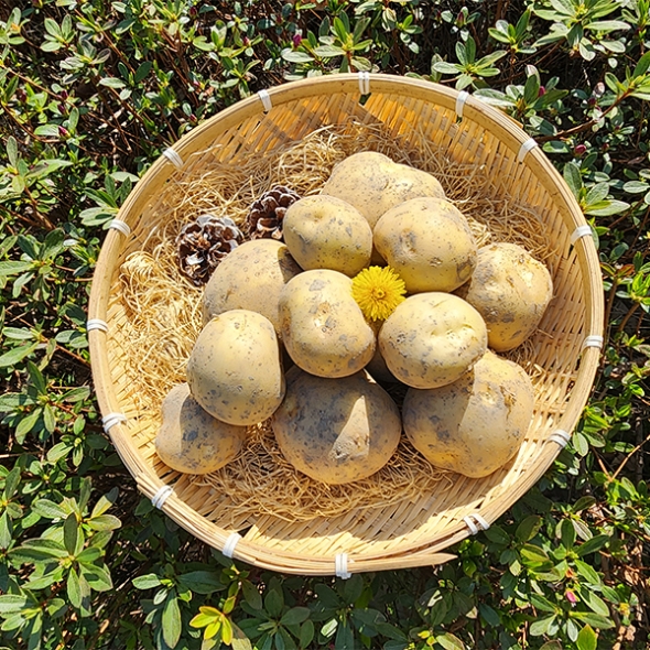[만원의 행복] 쫀득쫀득 정말 맛있는 설봉감자