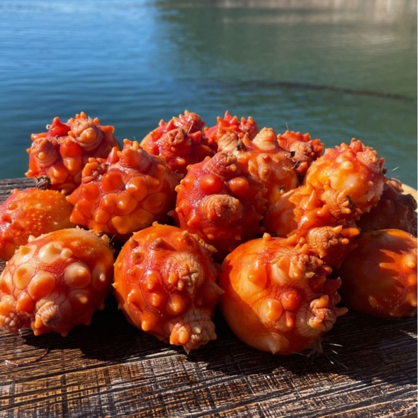 이순신수산 통영 자연산 멍게 꽃돌 500g