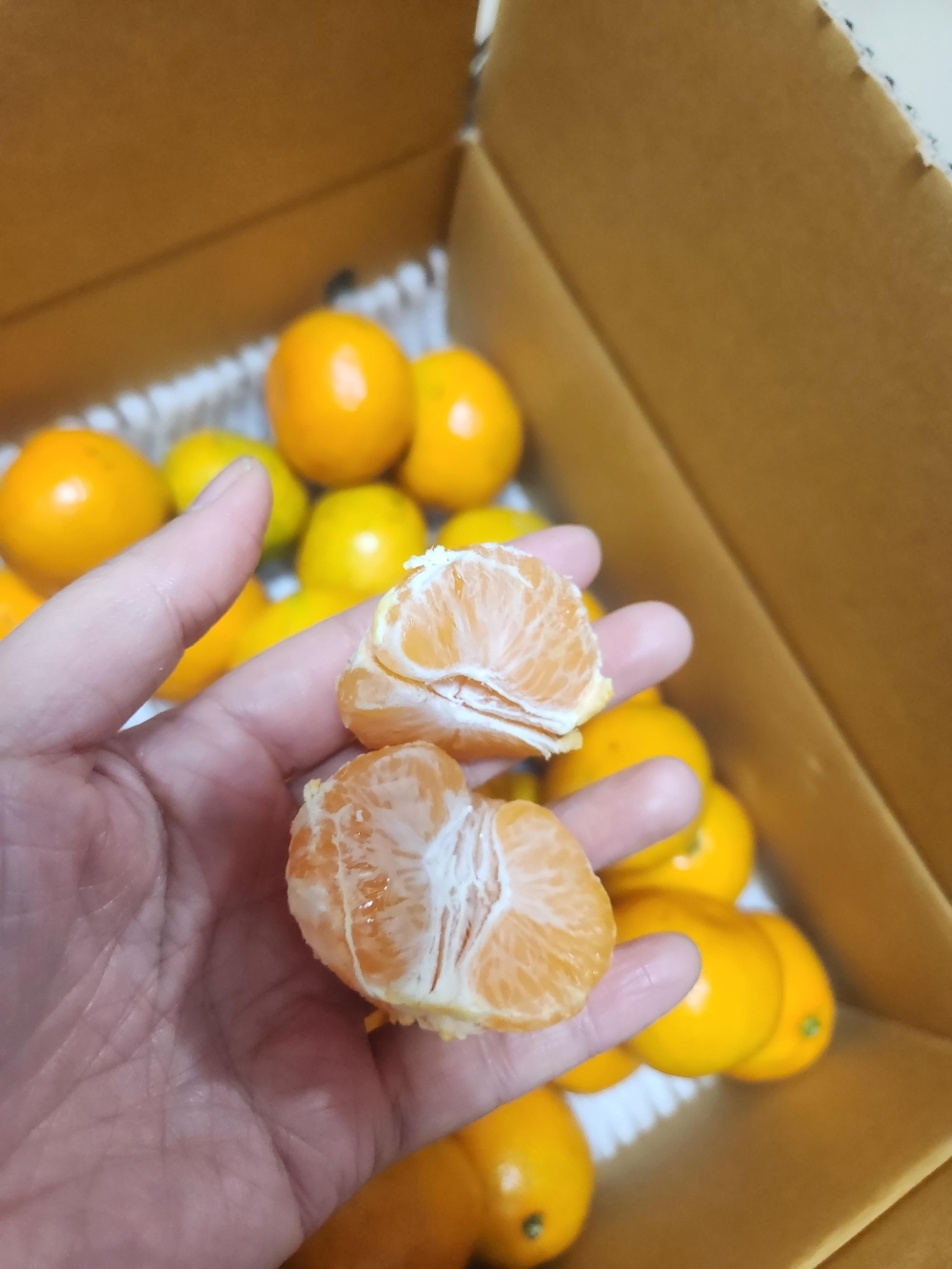 [만원의 행복] [제주감귤농협] 노지감귤 [2.5kg-4.5kg]