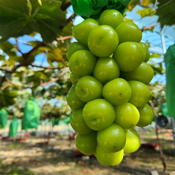 [보름데이] 빛나는 샤인머스캣 1kg 2kg 샤인 머스켓 가정용