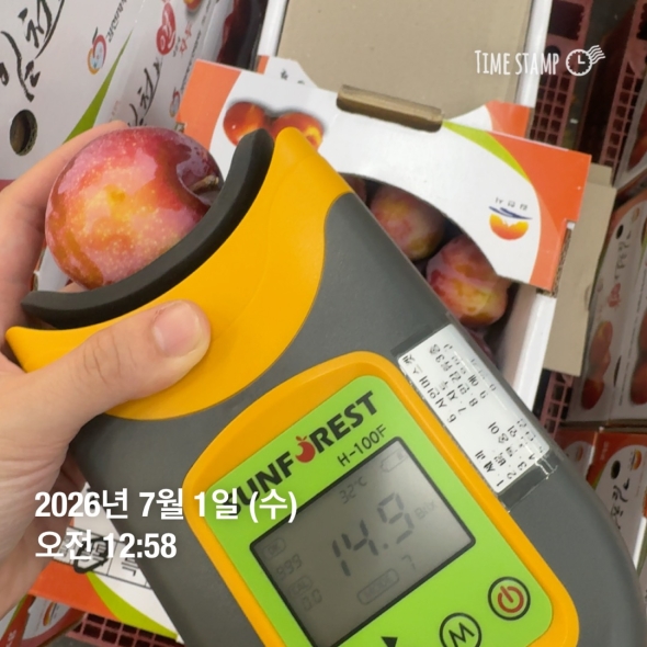 [1일1과]고당도 새콤달콤 프리미엄 김천 자두 왕특/특자