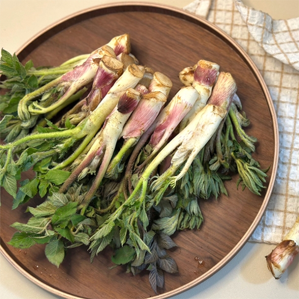 [보름데이] 남해  땅두릅(푸)