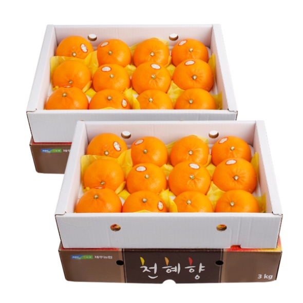 [농협공판장] 정성드린 천혜향세트 3kg(13과내)  1박스/2박스