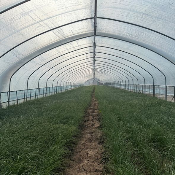 [오커캄스] 향긋 달래 세척 달래 300g 500g 1kg