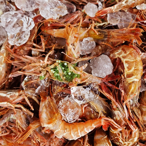 ★냉동★ 동해안 자연산 보리새우 500g 1팩 