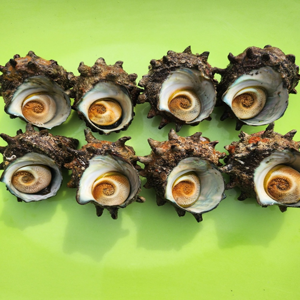 홍지수산 뿔소라1kg