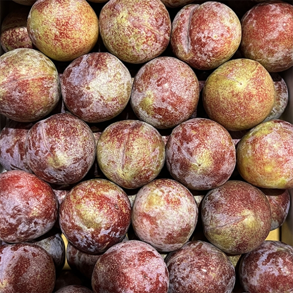 아삭한 피자두(푸)