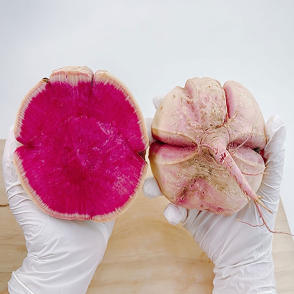 [신한카드 할인] [흙이음] 못난이 수박무 3kg~6k택1