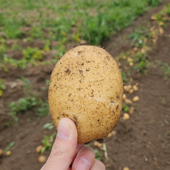 [만원의 행복] 포슬포슬 속이 꽉찬 햇감자(푸)