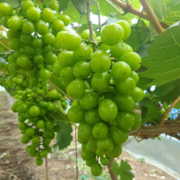 [만원의 행복] [샤인최고] 빛나는 샤인머스캣 1kg 2kg 샤인 머스켓 가정용