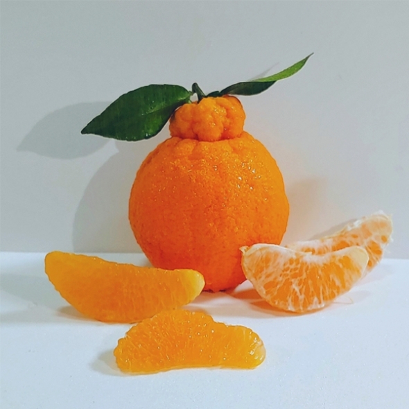 [오커마니] 제주 한라봉 봉봉 한라봉 2kg 3kg 5kg