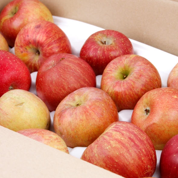 [과일예찬] 못생겨도 맛좋은 가정용 사과 5kg(15-25내)