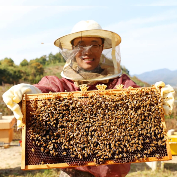 [국내산] 청년  농부가  만든  천연벌꿀  100% (야생회)  1kg /2.4kg
