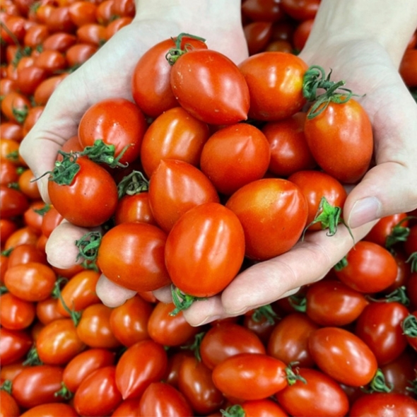 [농협] 대추방울토마토 2kg(4번과) 