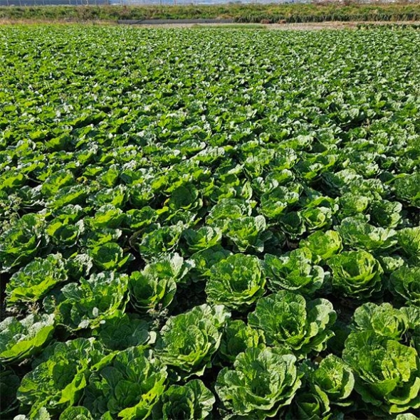 [오커최고] 봄바람 봄동 봄배추 1kg 2kg