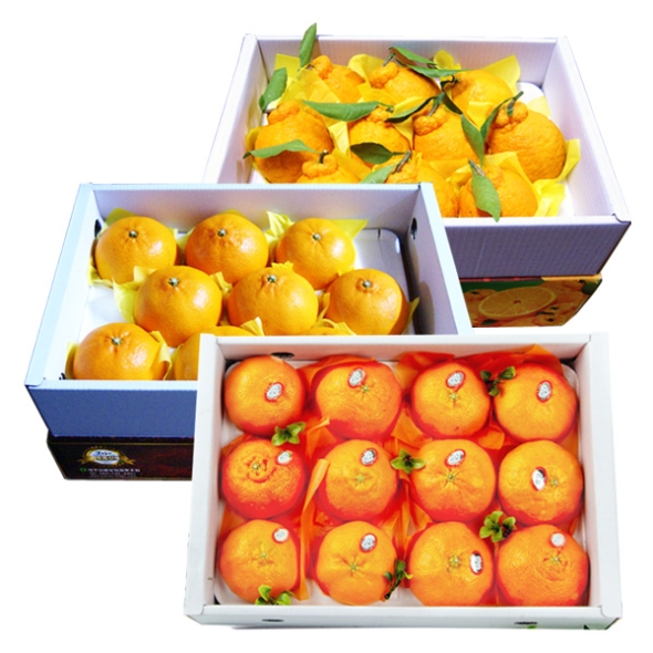 [명절특선] [농협] 한아름드린 제주 만감(한라봉/천혜향/레드향) 상품전