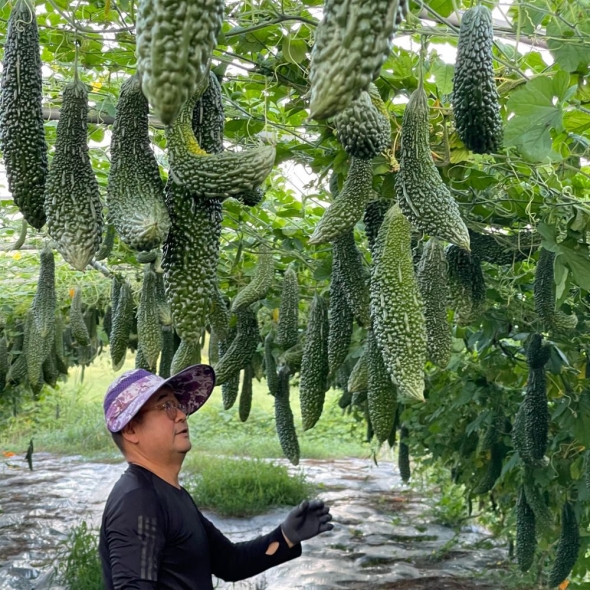 [26년산] 정읍농부의 국내산 생여주 3kg / 5kg / 10kg (당일수확)
