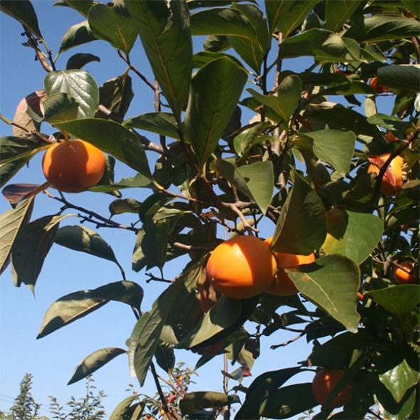 [선물세트]  프리미엄 곶감호두말이 선물세트(푸)