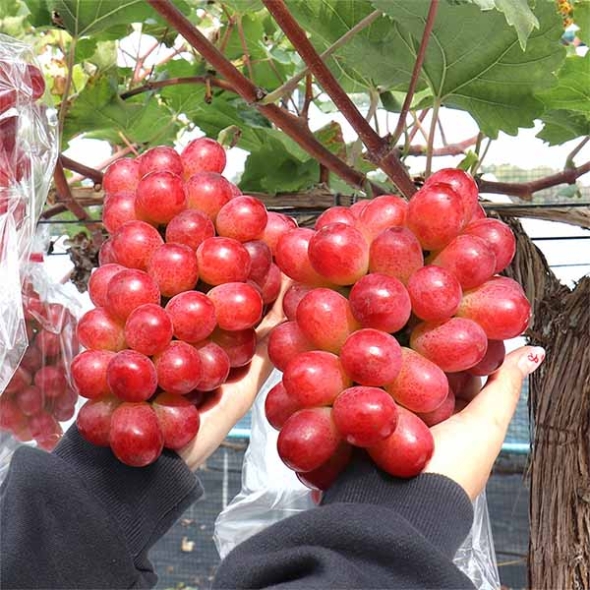 (최켓) 써니돌체 500g~2kg