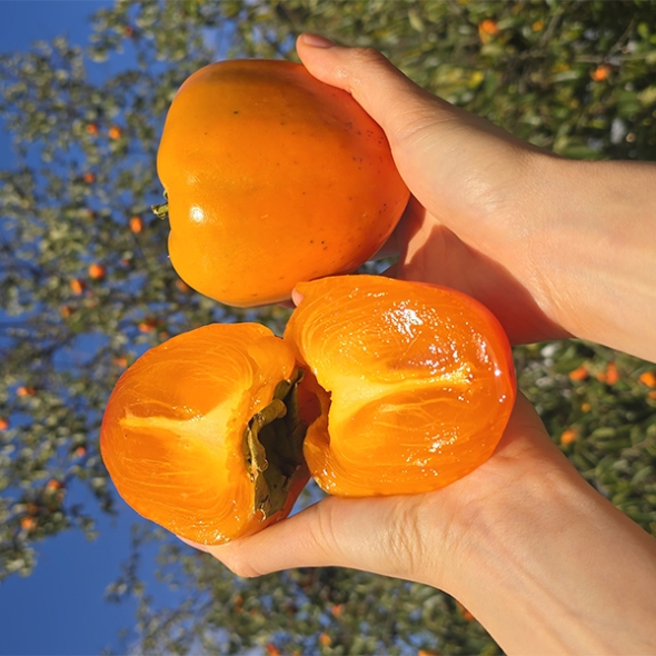 [만원의 행복] 제철을 맞은 햇  대봉감(푸)